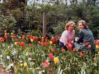Mama w swoich tulipanach