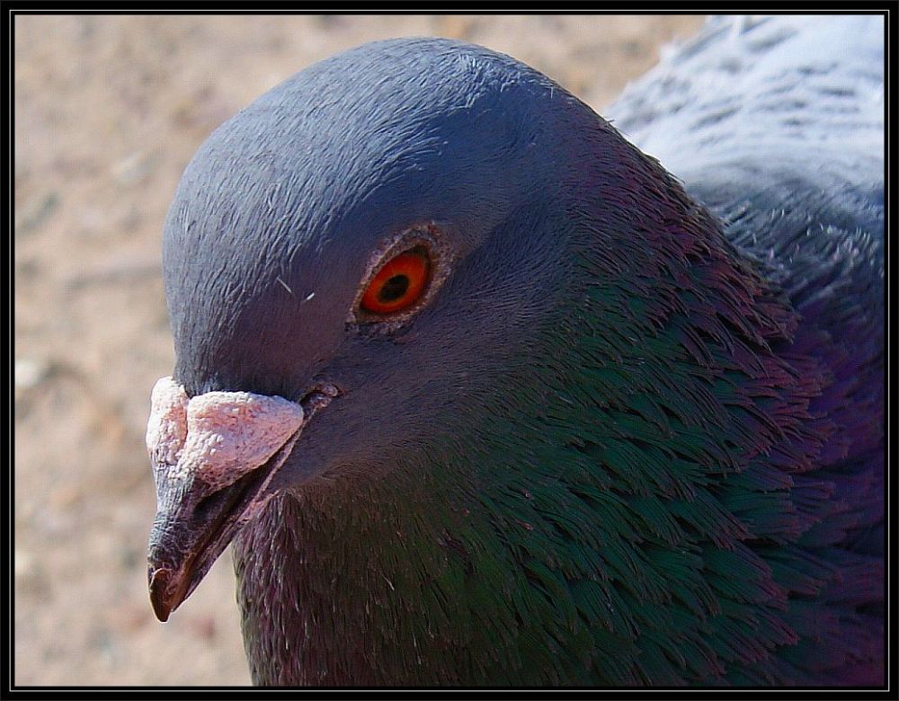 pozowane