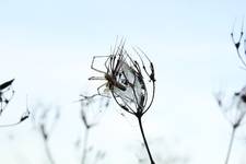grey spider