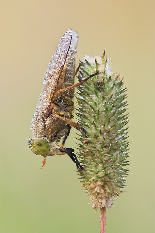 GreenEye