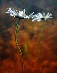 Hothouse Flowers...