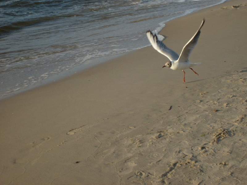 Plaża2