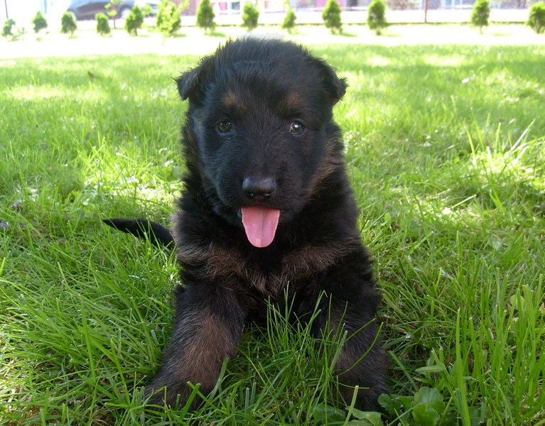 Snupi