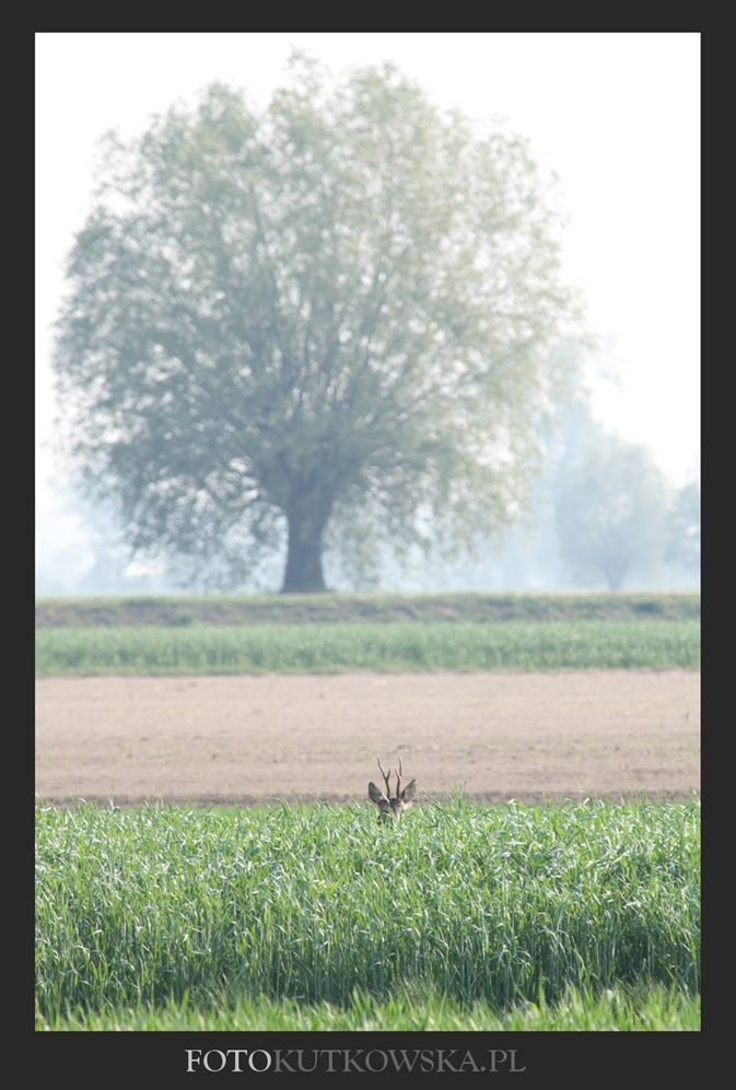 fotokutkowska