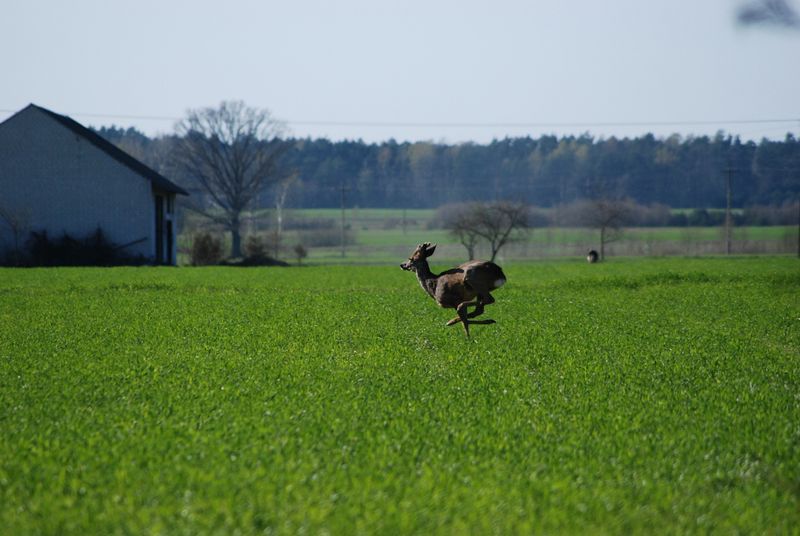 Galop
