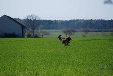 Galop