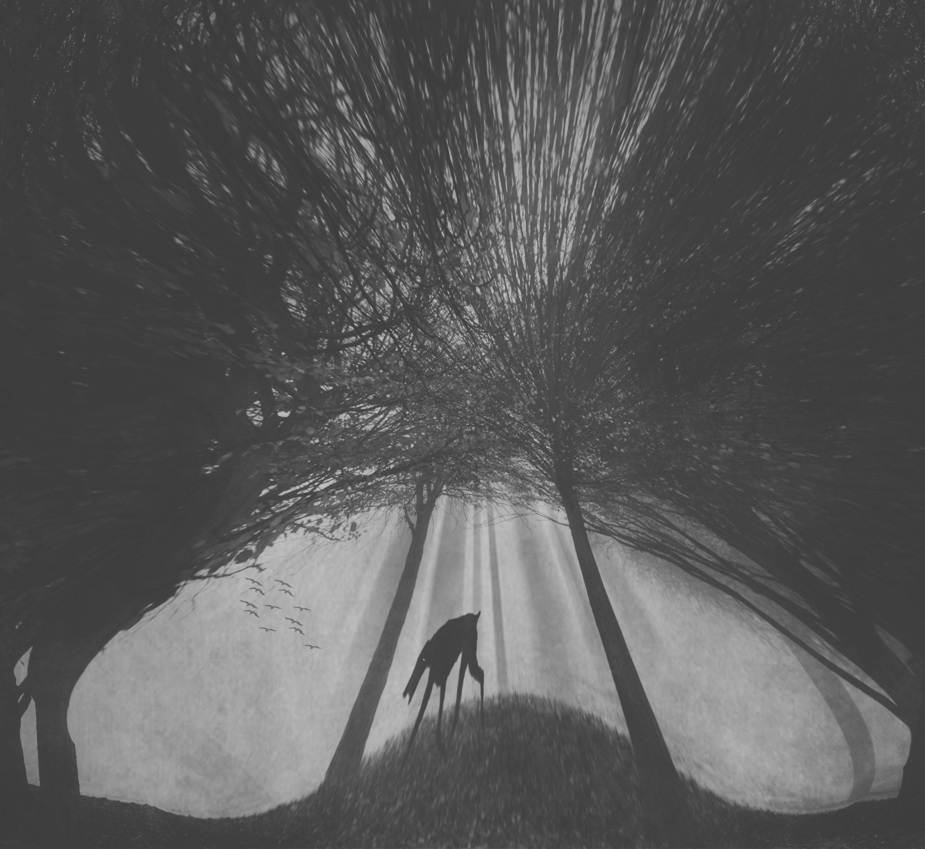 Dark Forest