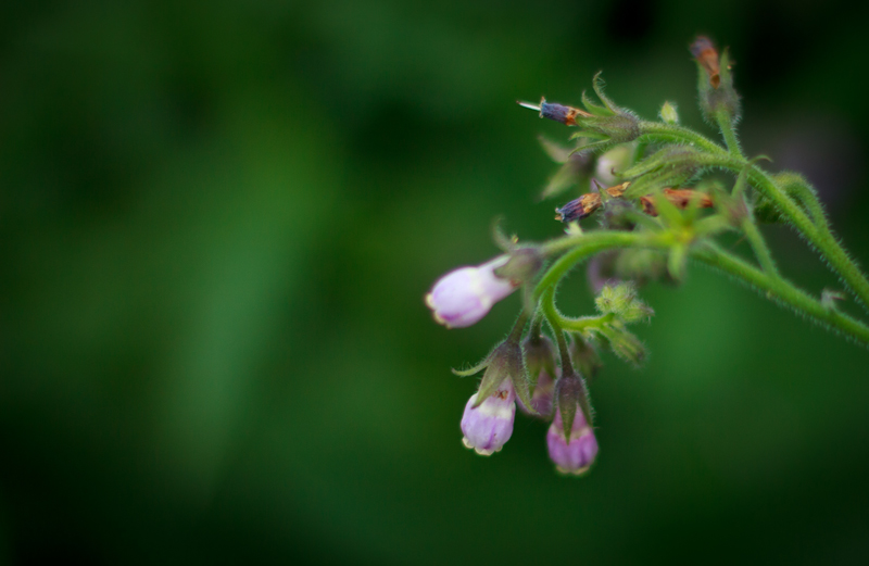 Żywokost lekarski (Symphytum officinale)