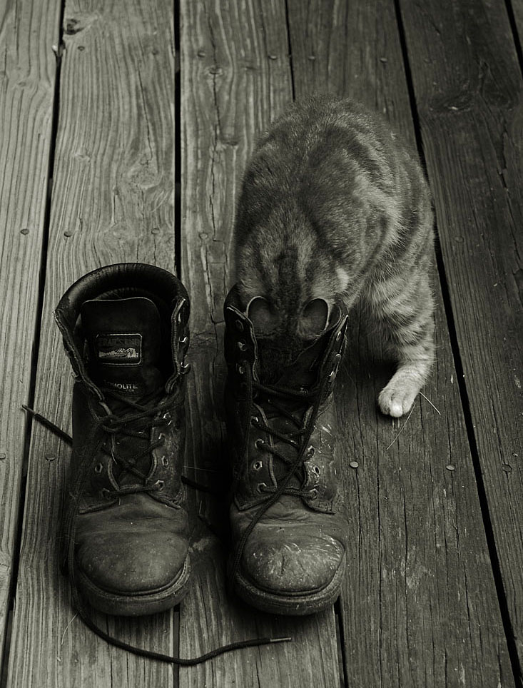 (=^_^=)