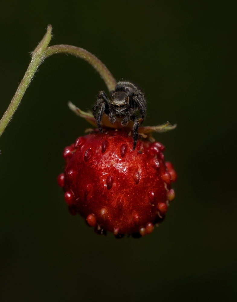 Amator poziomek
