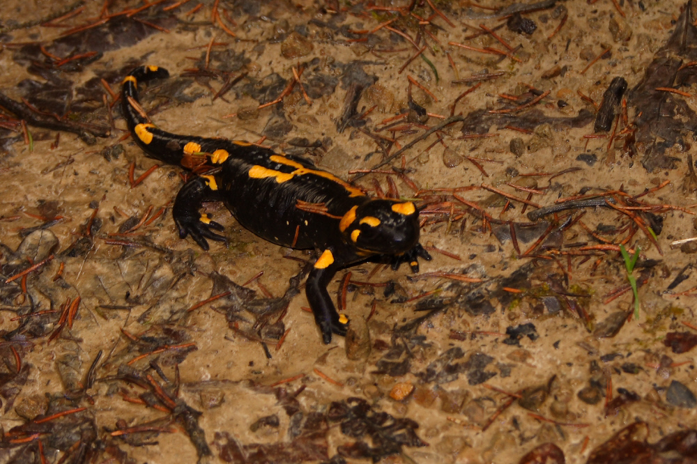 Salamandra