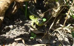 Lagarto