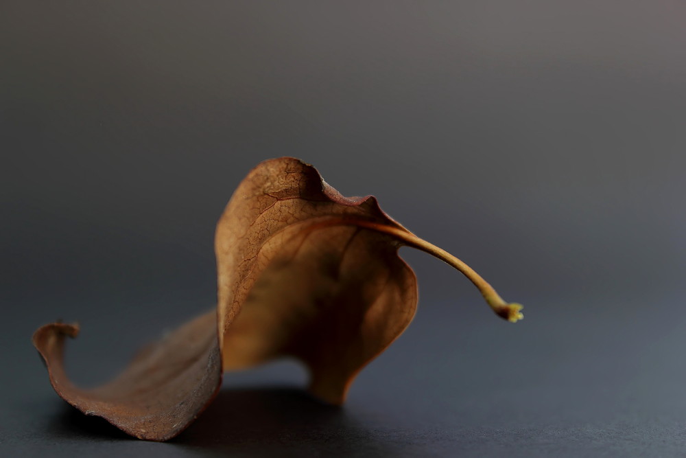 Second life of a leaf