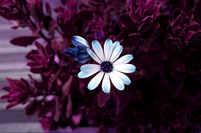 Wyśniona Flora