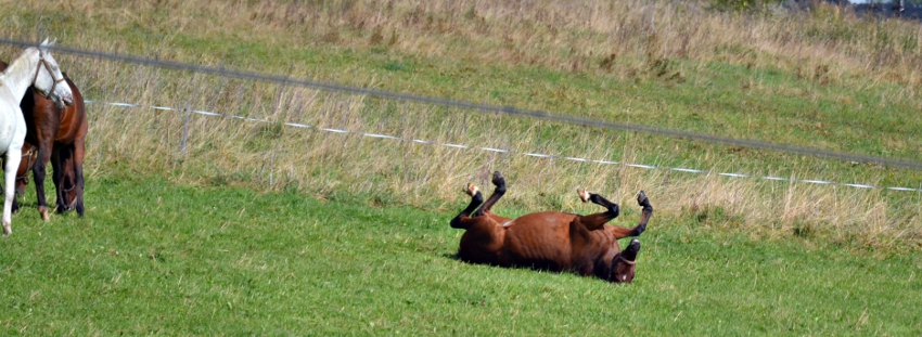 konik