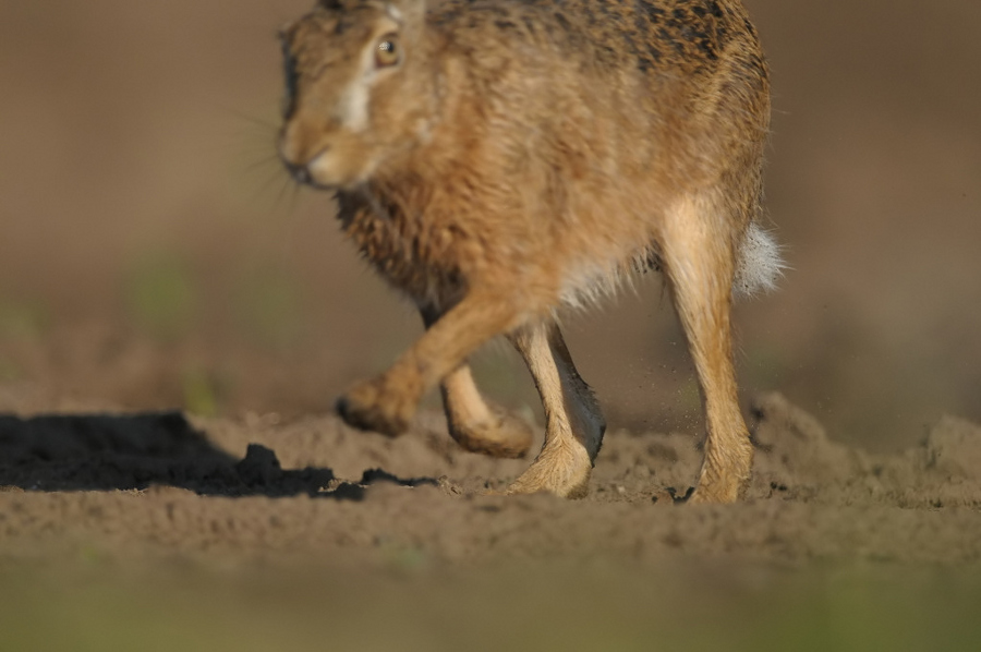 Dzień gniota