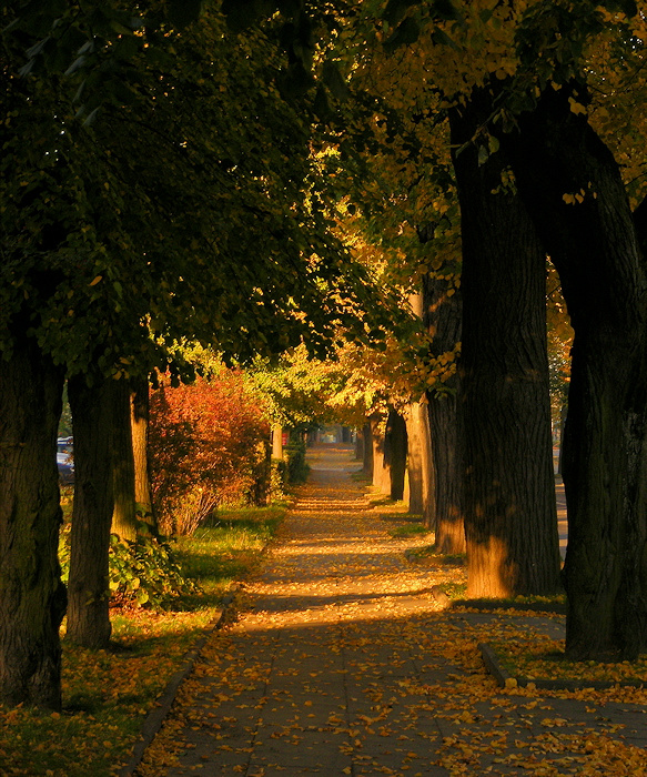 w siną dal