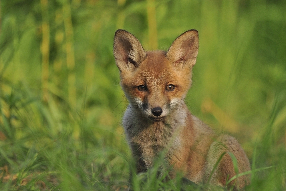 Lis (Vulpes vulpes)