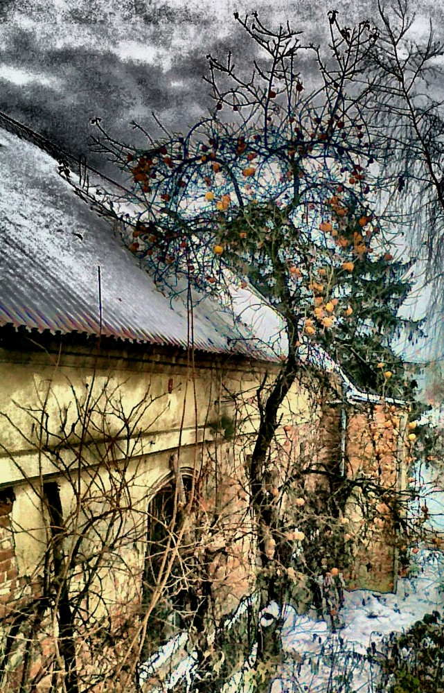 zimowa jabłonka