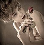 the rose