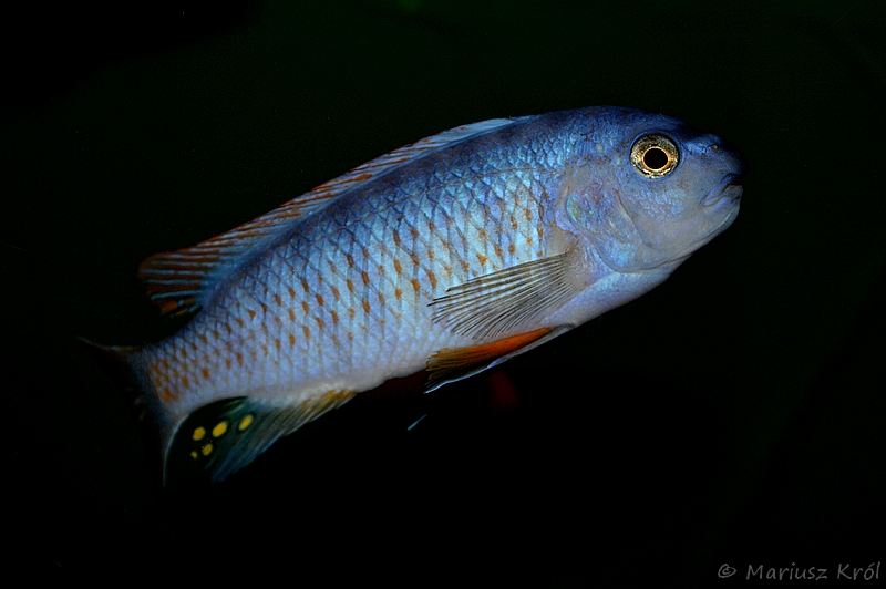 Kulfon