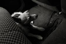 No_Dogs_Allowed_3