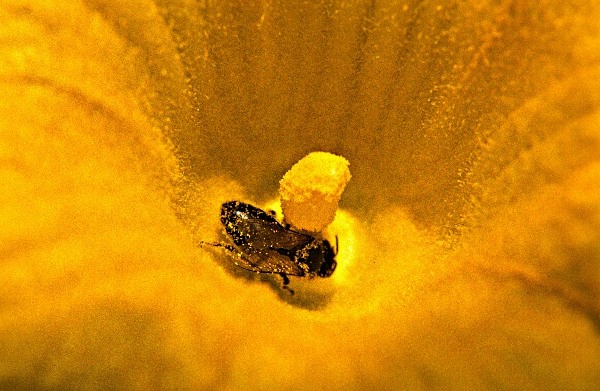 zaspa