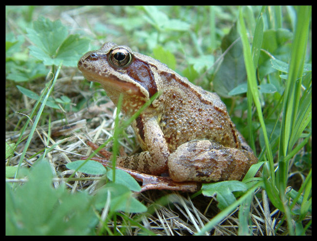 Żaba trawna (Rana temporaria)