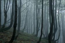 Bieszczady: wrześniowy las na Małej Rawce