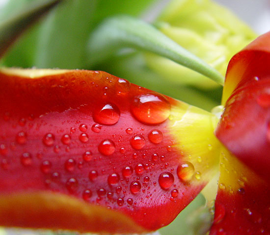 łzy tulipana