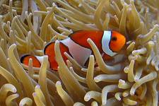Nemo