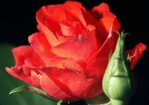 Rose2