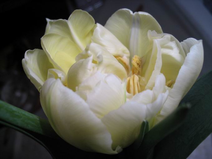 tulipan