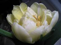 tulipan