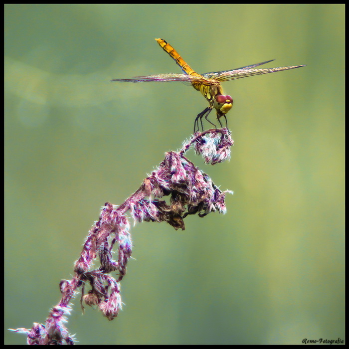 Dragonfly.