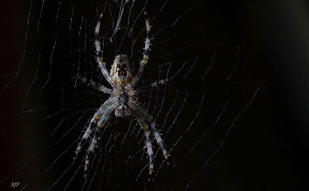 Krzyżak ogrodowy (Araneus diadematus)