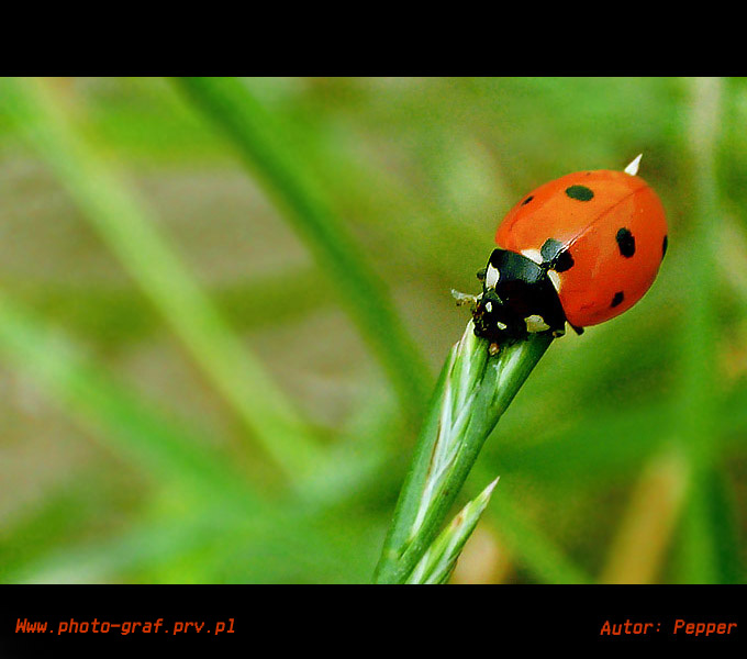 pepper
