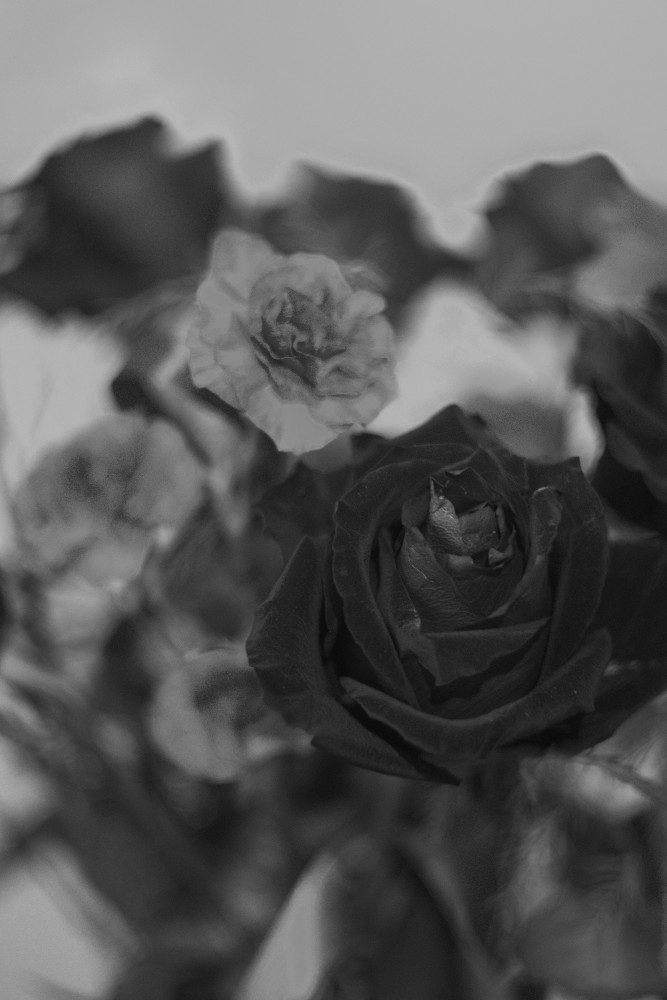 róża (bokeh)