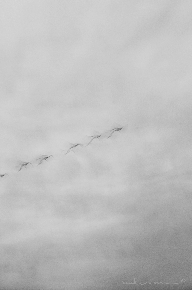 001_swans