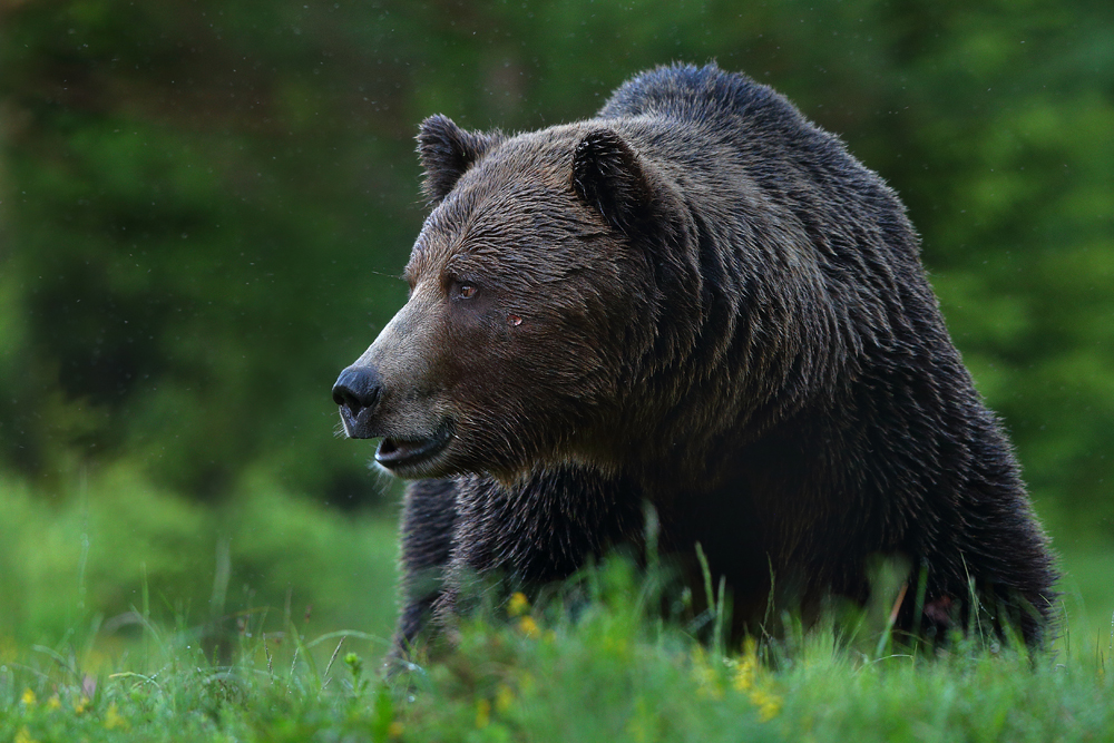 Niedźwiedź brunatny (Ursus arctos arctos) European brown bear