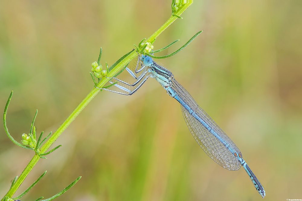 Pióronóg zwykły (Platycnemis pennipes)