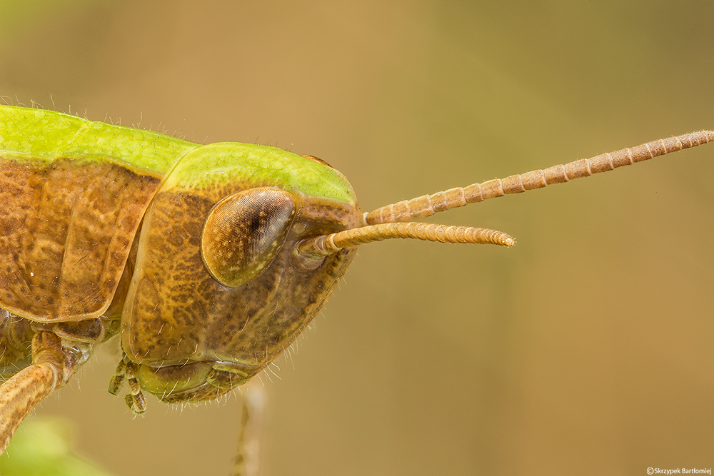 Grasshopper