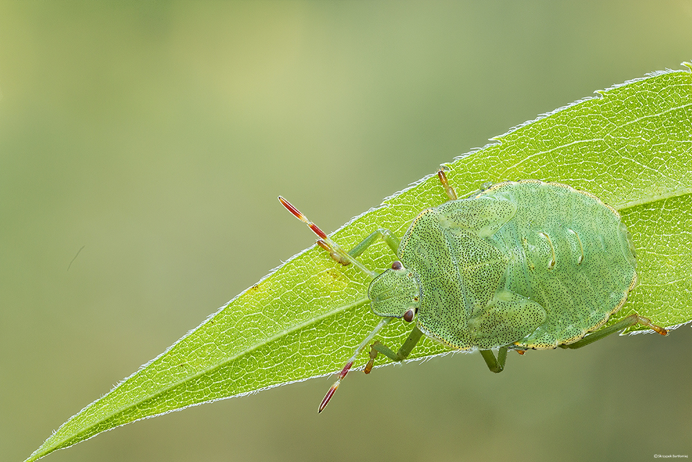 Odorek zieleniak (Palomena prasina)