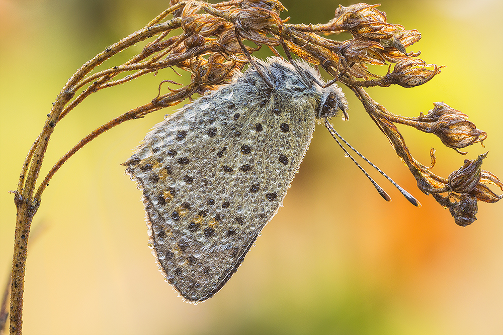 Czerwończyk uroczek (Lycaena tityrus)