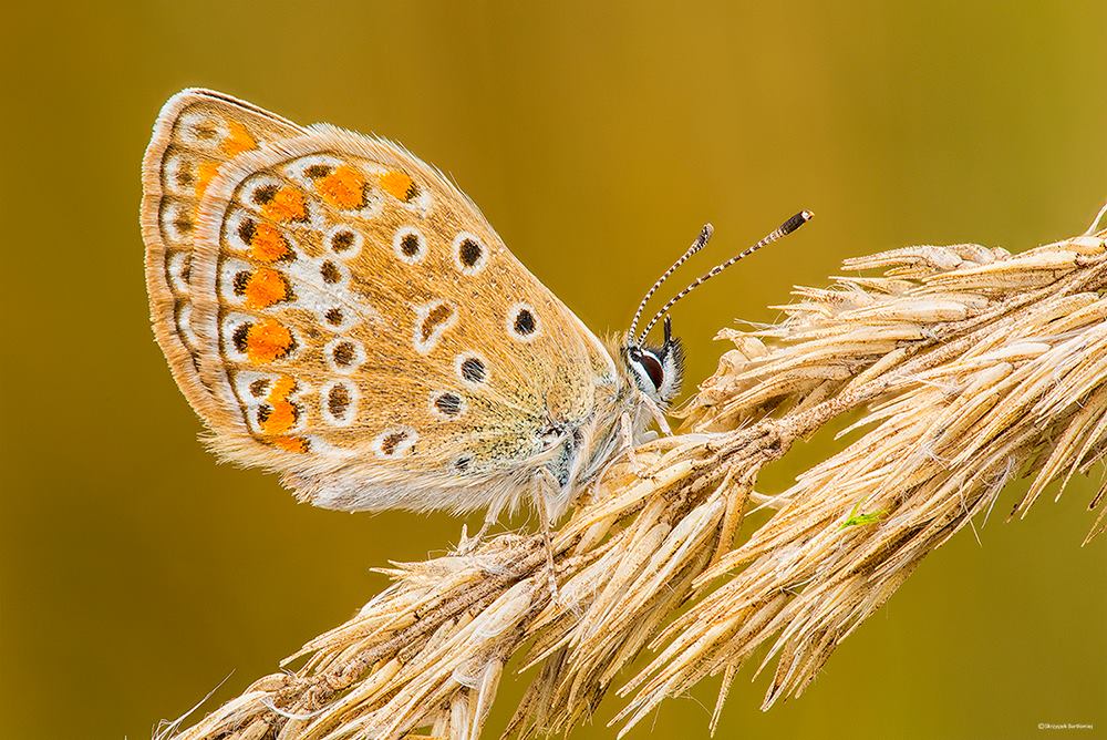 Modraszek ikar (Polyommatus icarus)