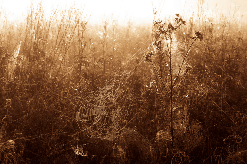 web