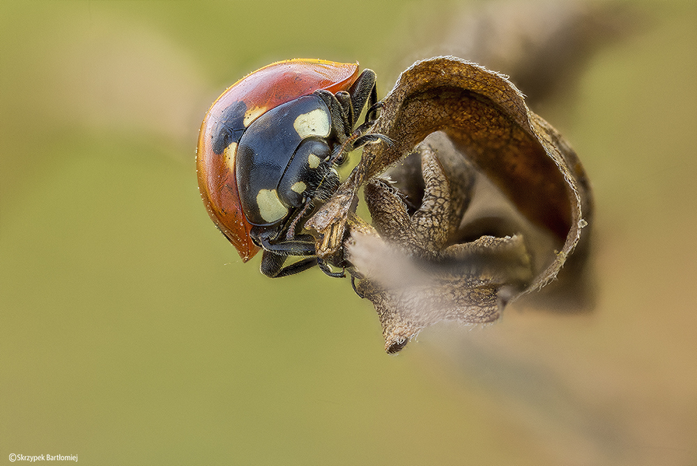 Biedronka siedmiokropka (Coccinella septempunctata)