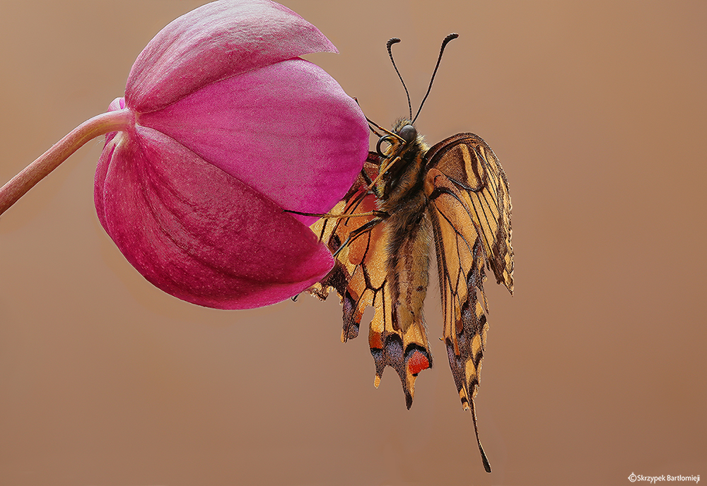 Paź królowej (Papilio machaon)