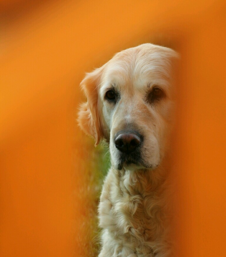 Golden