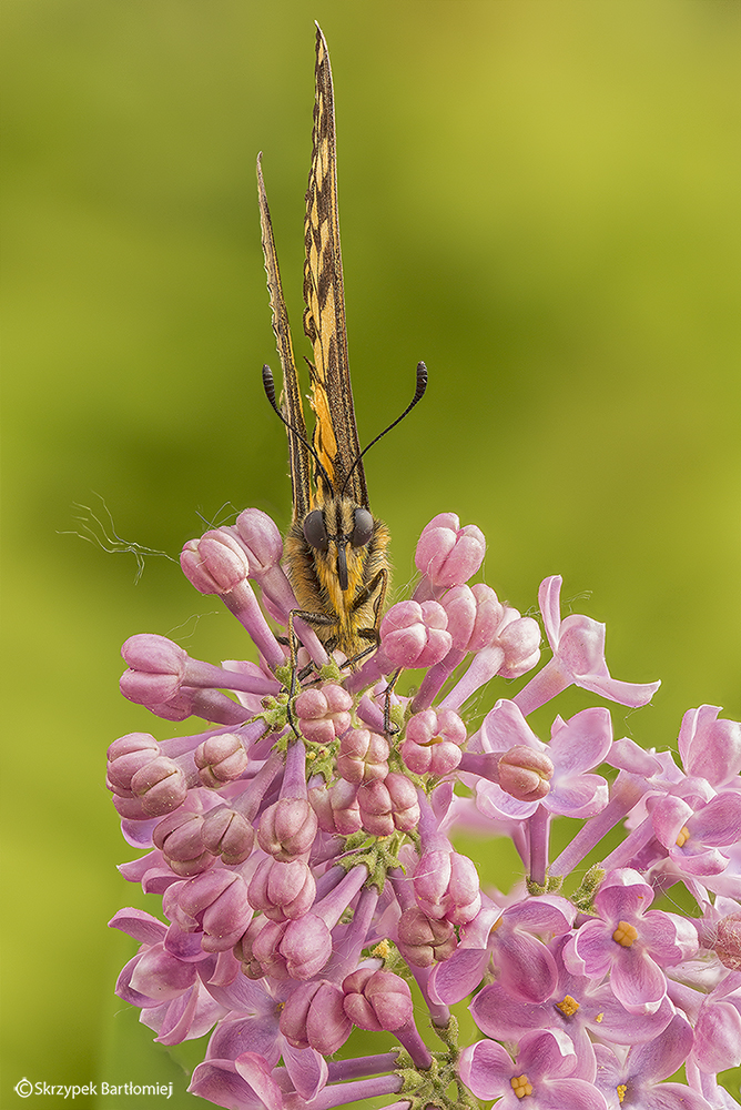 Paź królowej (Papilio machaon)
